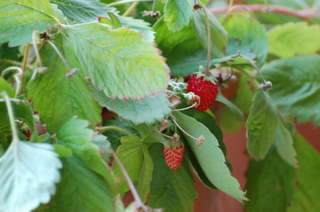 Monatserdbeeren (4) web